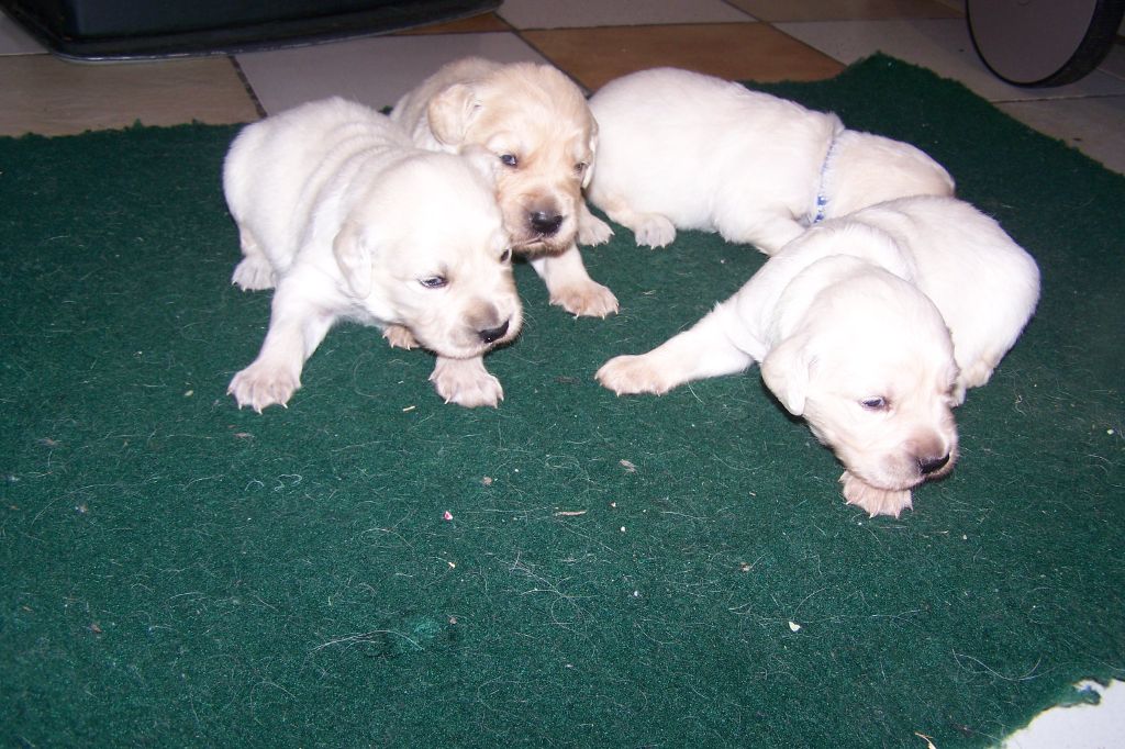 Les chiots mâles de Madison