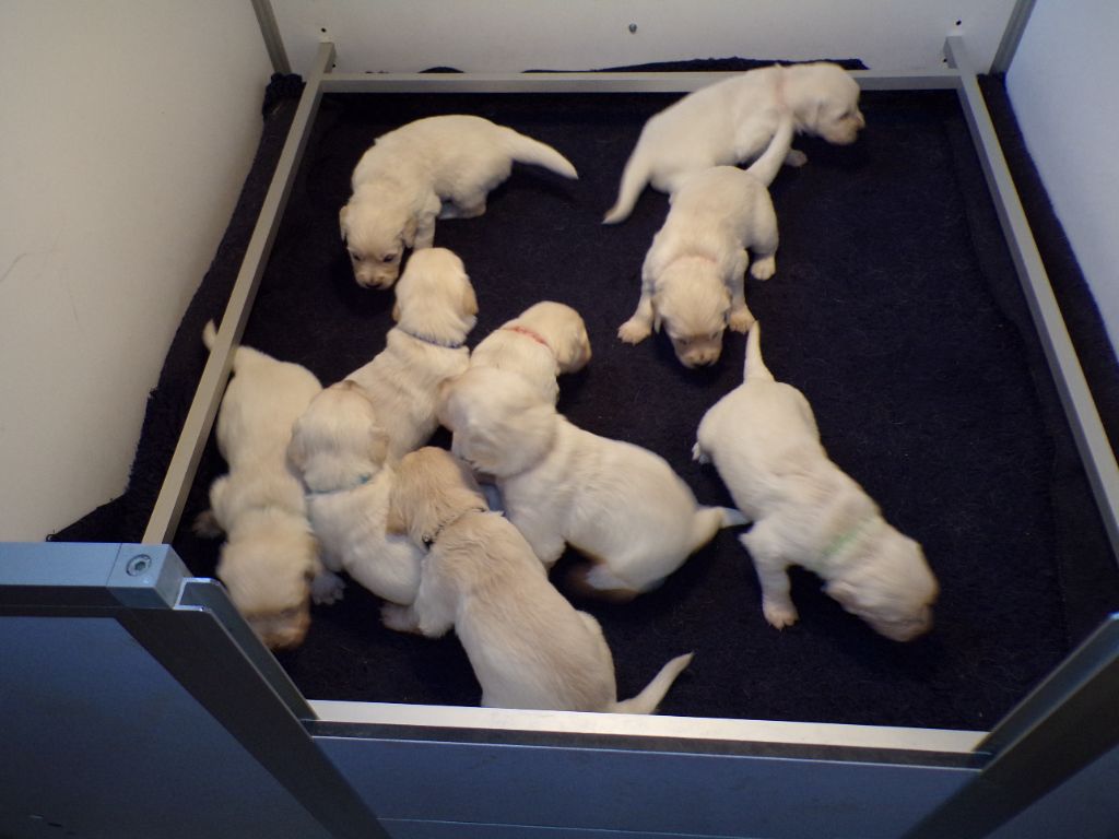 les chiots de Madison nés le 12/02/2023