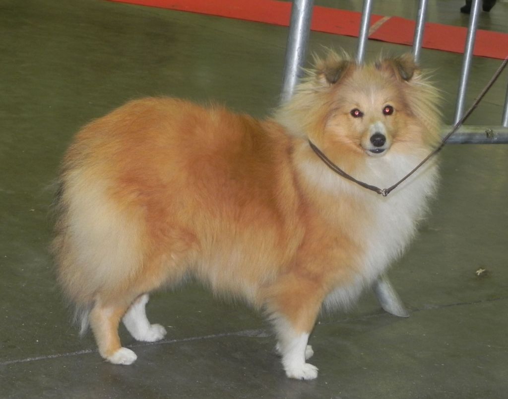 Chiens  de I'JERRY